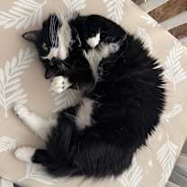 Thumbnail photo of Coco #2