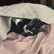 Thumbnail photo of Coco #3