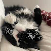 Thumbnail photo of Coco #4