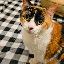 Thumbnail photo of Autumn #1