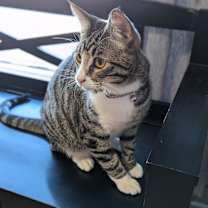 Thumbnail photo of Pixie #1