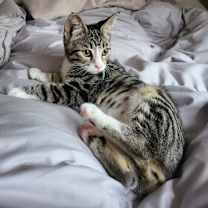 Thumbnail photo of Pixie #2