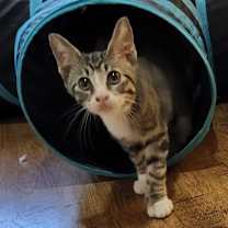 Thumbnail photo of Pixie #3