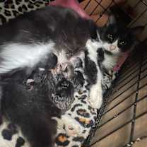 Thumbnail photo of Tux #4