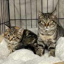 Thumbnail photo of Caleb #1