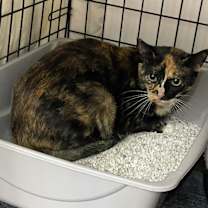 Thumbnail photo of Snickers #2