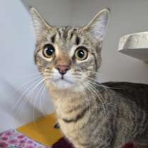 Thumbnail photo of Coraline #1