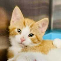 Thumbnail photo of Ginger #1