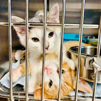 Thumbnail photo of Ginger #2