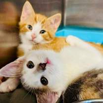 Thumbnail photo of Ginger #3