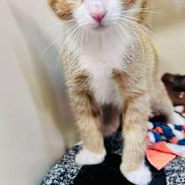 Thumbnail photo of Ginger #4