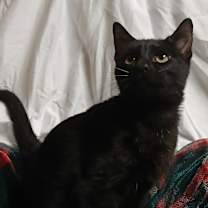 Thumbnail photo of Reno #1