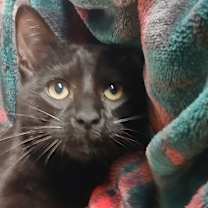 Thumbnail photo of Reno #2