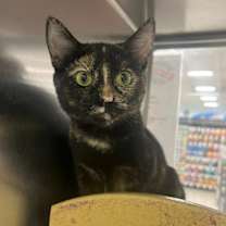 Thumbnail photo of Coco #2