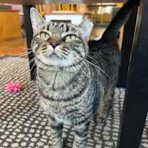 Thumbnail photo of Zara #1