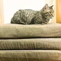 Thumbnail photo of Zara #2