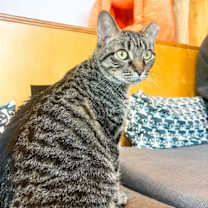 Thumbnail photo of Zara #3