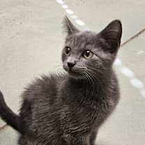 Thumbnail photo of Lunar #1