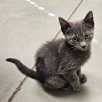 Thumbnail photo of Lunar #2