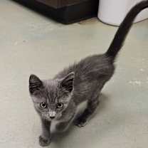 Thumbnail photo of Lunar #3