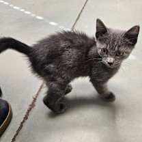 Thumbnail photo of Lunar #4