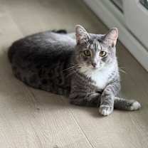 Thumbnail photo of Nala #2