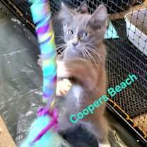 Thumbnail photo of Coopers Beach #2