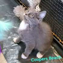 Thumbnail photo of Coopers Beach #3