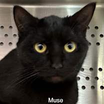 Thumbnail photo of Muse #1