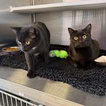 Thumbnail photo of Muse #2