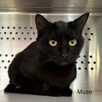 Thumbnail photo of Muse #3