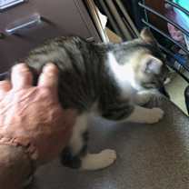 Thumbnail photo of Sam #4