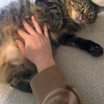 Thumbnail photo of Harley & Chloe #3