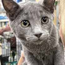 Thumbnail photo of Woody #2