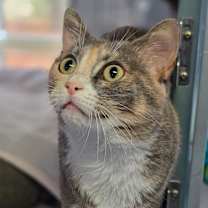 Thumbnail photo of Robin #2