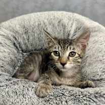 Thumbnail photo of Bug #2