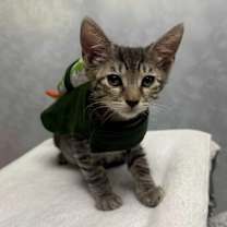 Thumbnail photo of Bug #4