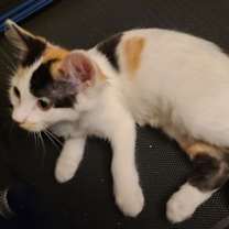 Thumbnail photo of Boba #2