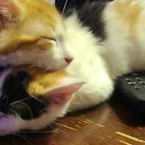 Thumbnail photo of Boba #3