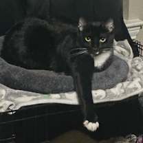 Thumbnail photo of Dear #1