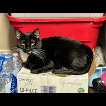 Thumbnail photo of Dear #4