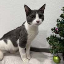 Thumbnail photo of Jackson #1