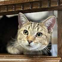 Thumbnail photo of Howie #2