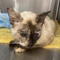 Thumbnail photo of Cookie Crumb #2