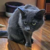 Thumbnail photo of Ms Kitty #3