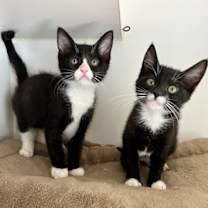 Thumbnail photo of Riff-Raff (bonded w/ Magenta) #1