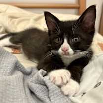 Thumbnail photo of Riff-Raff (bonded w/ Magenta) #2