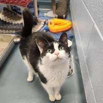 Thumbnail photo of Holly - Kitchener #1