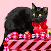 Thumbnail photo of Lord Licorice #3