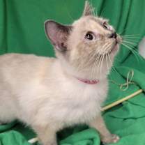 Thumbnail photo of Mrs. Huffington #2